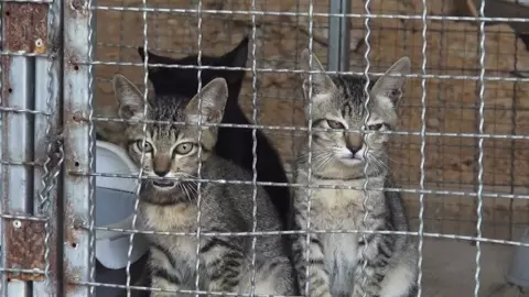 ดราม่า "แมววัด" เป็นแผลเหวอะ ไม่มีคนดูแล เจ้าอาวาสวอน ให้ฟังความจริงอีกด้าน