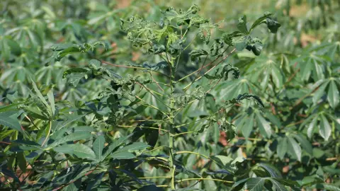 โรคใบด่างมันสำปะหลัง ระบาดกว่า 2 พันไร่ จนท.เกษตรกาฬสินธุ์แนะทำลายต้นติดโรค