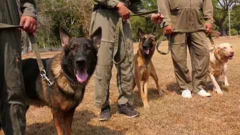 ศูนย์การทหารสุนัข สาธิตการฝึกน้องๆ ก่อนประมูลสุนัขไม่ผ่านเกณฑ์ 3 สายพันธุ์ (คลิป)