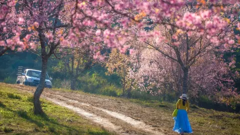 ดอกนางพญาเสือโคร่ง ภูลมโล สวยสะพรั่งเต็มพื้นที่ รีบชมก่อนหมดฤดูกาล