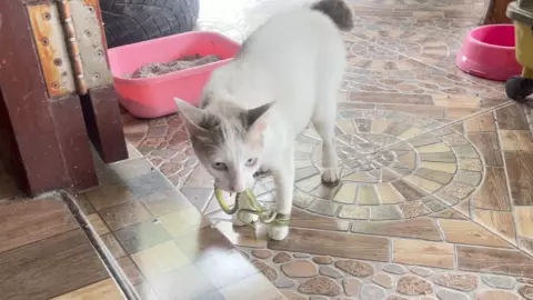 ว้าวุ่นเลย เหมียวคาบงูเข้าบ้าน แต่เดินไม่ถนัด เพราะเจอรัดขากลับจนแน่น