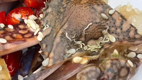 อ.เจษฎ์ ช่วยไขข้อสงสัย เส้นขาวๆ คล้าย "หนอน" บนกระดองปู คือตัวอะไร