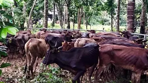 ธรรมนัส สั่งลงดาบเชือดกลุ่มกินหัวคิว "โคบาลชายแดนใต้" พบทุจริตฟันไม่มีละเว้น