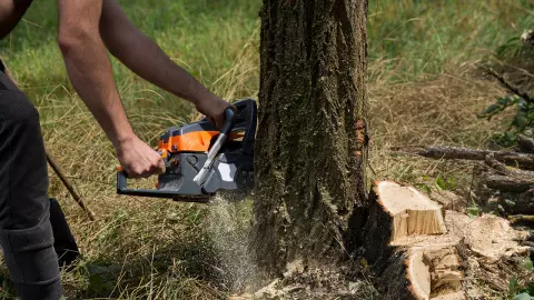 แจงย้ายต้นไม้คลองเปรม ขุดล้อมปลูกใหม่ปรับปรุงถนนงามวงศ์วาน 59