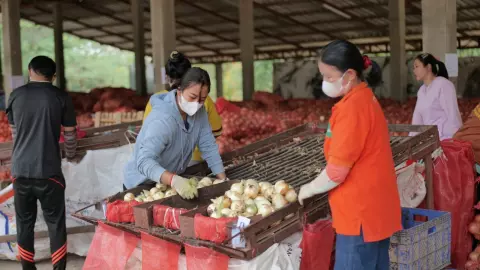 กรมการค้าภายใน ช่วยเกษตรกรภาคเหนือ ทำสัญญารับซื้อพืชสามหัว 2 หมื่นตัน