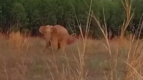 เร่งตามตัวช่วยเหลือ ช้างป่าบาดเจ็บ มีภาวะ "ลำไส้ตรงปลิ้น" เพื่อนำไปรักษา