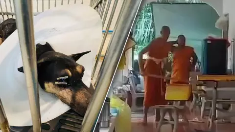 หนีไปแล้ว เจ้าอาวาสใจโหด ตีหมาวัดตาบอด 2 ข้าง (คลิป) 