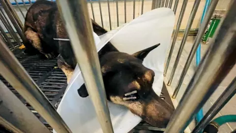 ปศุสัตว์แจ้งจับ สมภารโหด ตีหมาวัดตาทะลัก โชว์พาวเจ้าอาวาส (คลิป)