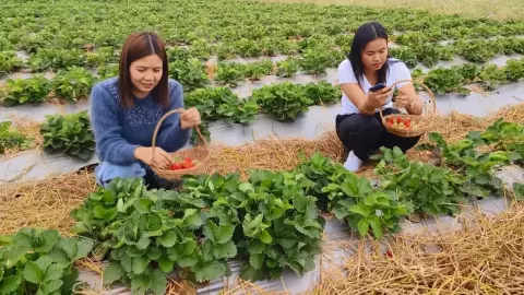 ชวนขึ้นดอยที่อุทัยธานี สัมผัสลมหนาว เก็บผลสตรอว์เบอร์รีสดๆ จากสวนที่อุทัยธานี
