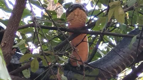 พระเณรเตลิด จงอาจยักษ์นอนบนต้นไม้เหนือกลด เดือดร้อนทหารรบพิเศษ ปีนจับทุลักทุเล