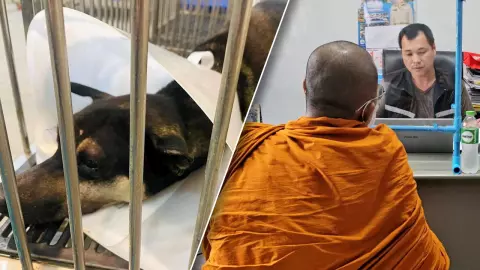 เจ้าอาวาสมอบตัว สารภาพตีน้องหมาตาเกือบบอด ชี้ผิดปาจิตตีย์ ไม่ต้องสึก 