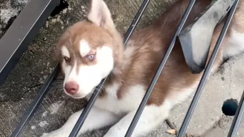 ไซแท้แน่นอน เจ้าของเผลอไม่ถึง 10 นาที กลับมาเจอ รั้วบ้านหลุดจากแผงทับตัว