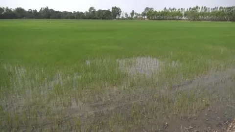 ชาวนาโคราชที่พิมายไม่สนคำเตือน ลุยทำนาปรัง 300 ไร่ อำเภอหวั่นน้ำจะไม่พอใช้