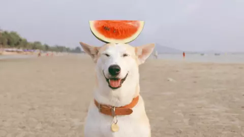 แฟนคลับเศร้า "กลูต้า" จากเพจ Gluta Story น้องหมาหน้ายิ้มไปเป็นนางฟ้าแล้ว