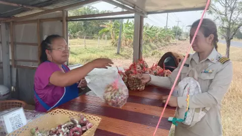 คุณป้าเมืองคง ปลูกมะขามเทศเพชรโนนไทย 6 ไร่ เก็บผลผลิตขายได้เงินสูงถึงหลักแสน