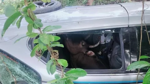 หนุ่มลักวัวจูงขึ้นรถเก๋ง ดิ้นจนรถคว่ำ อ้างพ่อตาให้มาเลี้ยง 