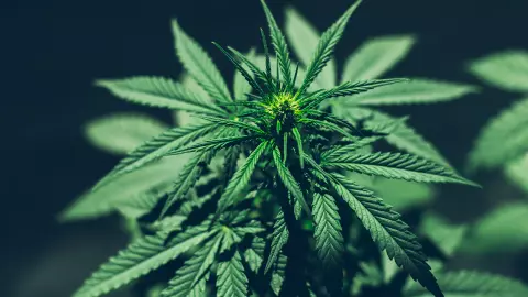 กัญชาเสรีหรือไม่เสรี