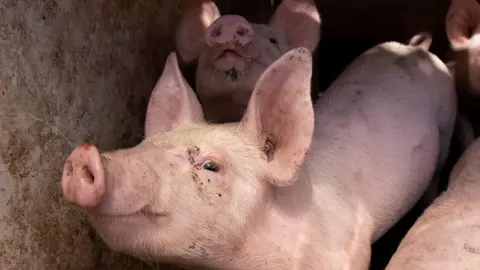 ผู้เลี้ยงหมูภาคใต้ได้ท่องเที่ยวหนุน ควบส่งขายภาคกลาง ช่วยลดหมูจากระบบฟาร์ม