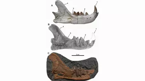 แมวโบราณสายพันธุ์ใหม่ค้นพบในสเปน