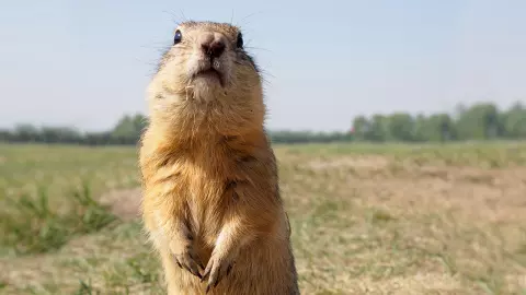 ใช้ตัวช่วยพยากรณ์