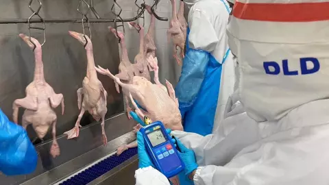 จีนเปิดทางเครื่องในเป็ด