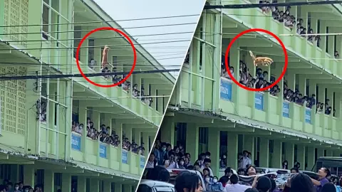วุ่นกันทั้งโรงเรียน วีรกรรมแมวส้ม เกาะสายไฟไม่อยู่ เด็กช่วยกันขึงผ้ารอรับตัว (คลิป)