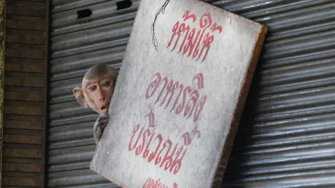 รออีก 1 ปี ย้ายลิงลพบุรีเข้ากรง กับงบ 30 ล้าน ที่ยังไร้คำตอบ?