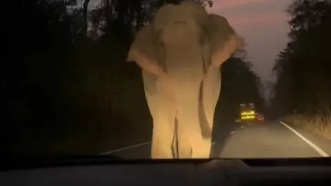 มาแล้ว ไอ้ดื้อ 66 ช้างตัวตึงเขาอ่างฤาไน วิ่งไล่ปล้นรถขนผัก (คลิป)