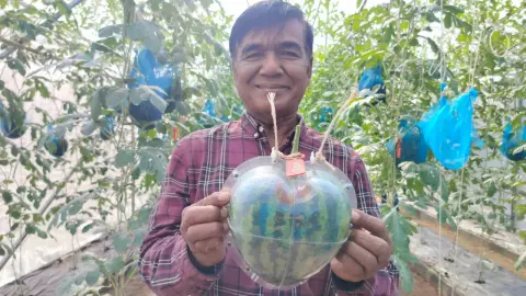 เกษตรกร อ.โนนไทย ปลูกแตงโมอินทรีย์ นอนเปล-รูปหัวใจ ชูเพิ่มมูลค่าสูงกว่า 4 เท่า