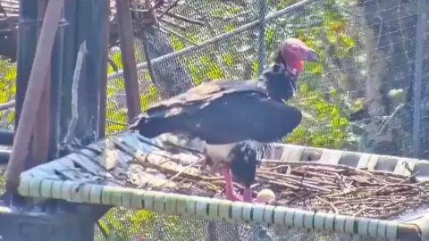 นักอนุรักษ์ปลื้มใจ "ลูกพญาแร้ง" ตัวแรก ฟักไข่แล้ว หลังสูญพันธ์ุไปกว่า 30 ปี