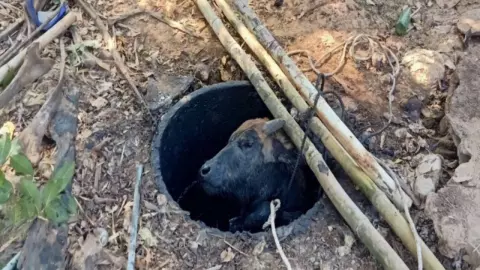 ภารกิจสุดระทึก "ควาย" ตกบ่อส้วมลึกกว่า 3 เมตร กู้ภัยระดมกำลังช่วยเหลือ