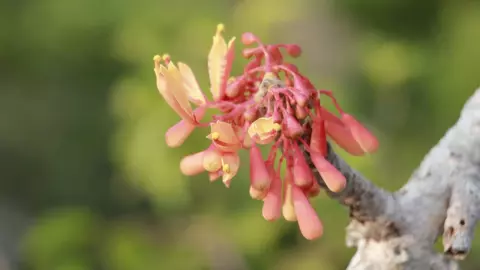 เริ่มแล้ว เทศกาลท่องเที่ยวชมความงาม "ดอกกาสะลอง" 1 ปี ออกดอกครั้งเดียว