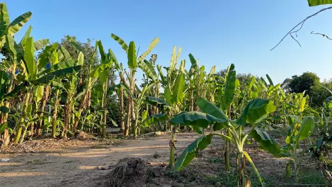 แปลงใหญ่กล้วยตัดใบ ย่านมัทรี..ปากน้ำโพ