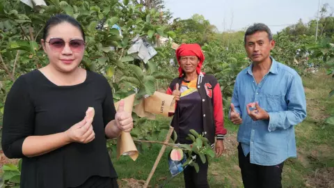 อดีตสจ๊วตทิ้งปีกจากพิษโควิด ผันตัวทำสวนอยู่กาฬสินธุ์ ปลูกฝรั่งไต้หวันอินทรีย์