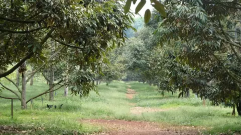 ประกาศวันเก็บเกี่ยวทุเรียนภาคตะวันออก 3 จังหวัด ปี 67 ควบมาตรการสกัดทุเรียนอ่อน