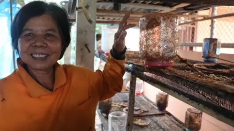 ป้าอ่างทองเลี้ยงมดแดงในโหลพลาสติก ขายทั้งไข่และแบบยกรัง สร้างรายได้ดี 