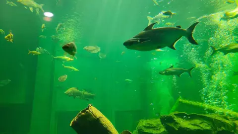 เสาร์-อาทิตย์ ชวนไปเที่ยว วังปลาอยุธยา ตื่นตาไปกับเหล่าพันธุ์ปลาน้ำจืดหายาก