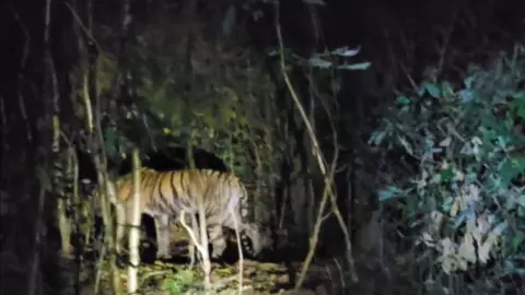 ชาวบ้านผวาหลังพบเสือโคร่งในหมู่บ้าน จนท.เร่งล่า เพื่อผลักดันเข้าป่า