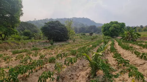 เร่งติดตาม "เสือโคร่ง" โผล่หมู่บ้านคลองลาน ล่าสุด พบรอยเท้า-ซากเหยื่อ