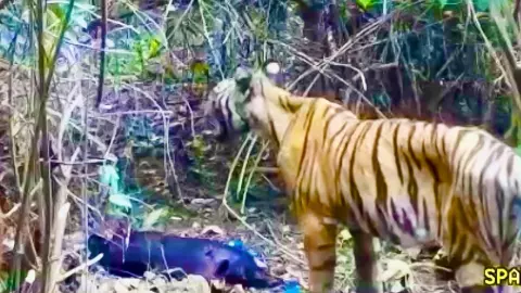 เสือโคร่งผอมโซ ยังวนเวียนใกล้หมู่บ้าน กลับมากินซาก คำรามลั่น (คลิป) 