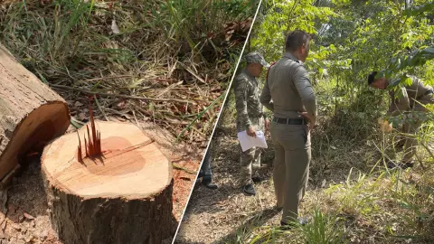 ผงะแก๊งมอดไม้ใช้เลื่อยมือย่องตัดไม้พะยูง 6 ต้น ใช้วิธีแปลกๆ เชื่อเป็นคนมีวิชา