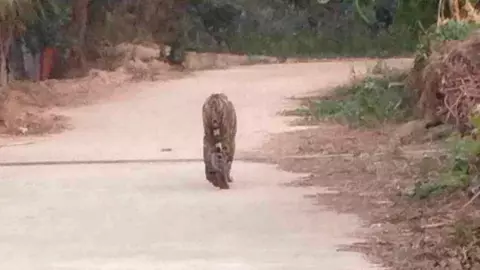 ตั้งชื่อ "บะลาโกล" เสือหนุ่มคลองลาน ถูกแม่ทิ้ง กำลังสร้างอาณาจักรตัวเอง 