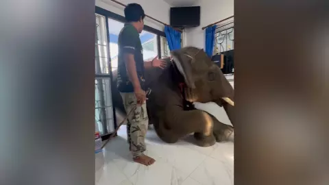 เอ็นดูไม่ไหว "พลายดาวมงคล" คลานเข้าบ้าน ทำเอาลุ้นทั้งโซเชียล