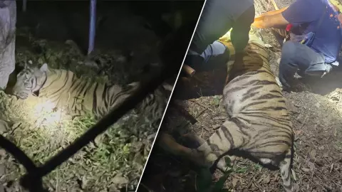 จับได้แล้ว "บะลาโกล" เสือโคร่งสาว "คลองลาน" สิ้นฤทธิ์ติดกับดัก-ยิงยาสลบซ้ำ (คลิป)