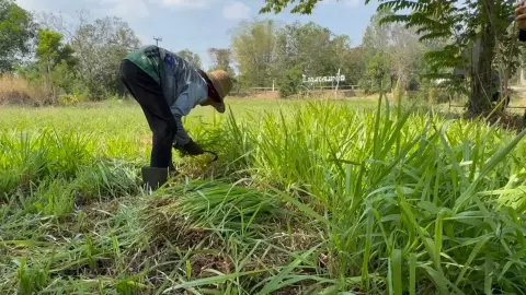 เกษตรกรบ้านหนองทุ่ม ปลูกหญ้าเลี้ยงสัตว์ขายหน้าแล้ง ทำเงินรอบละ 2 หมื่น/ไร่ (คลิป)