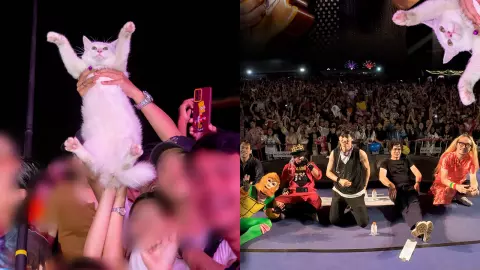 วิถีดูคอนเสิร์ตแบบใหม่ แฟนเพลงพาน้องแมวโดดหน้าเวที แต่ชาวเน็ตเสียงแตก