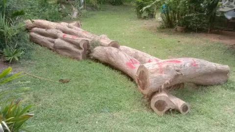 ชง ป.ป.ช.ฟัน "ข้าราชการ" เอี่ยวตัดไม้พะยูงในโรงเรียน คาดมีมากกว่า 7 คน