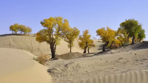 หลังพายุทะเลทราย