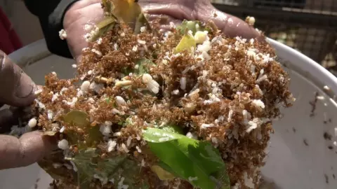 ชาวบ้านโนนทองหลาง ออกหาไข่มดแดงเป็นรายได้เสริมช่วงหน้าแล้ง ราคาพุ่ง กก.ละ 500 