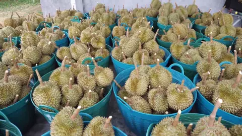 ทุเรียนเมืองจันท์ 67 ผลผลิตเพิ่มขึ้นกว่า 5.6 แสนตัน จังหวัดเข้มคุณภาพตาม GAP (คลิป)